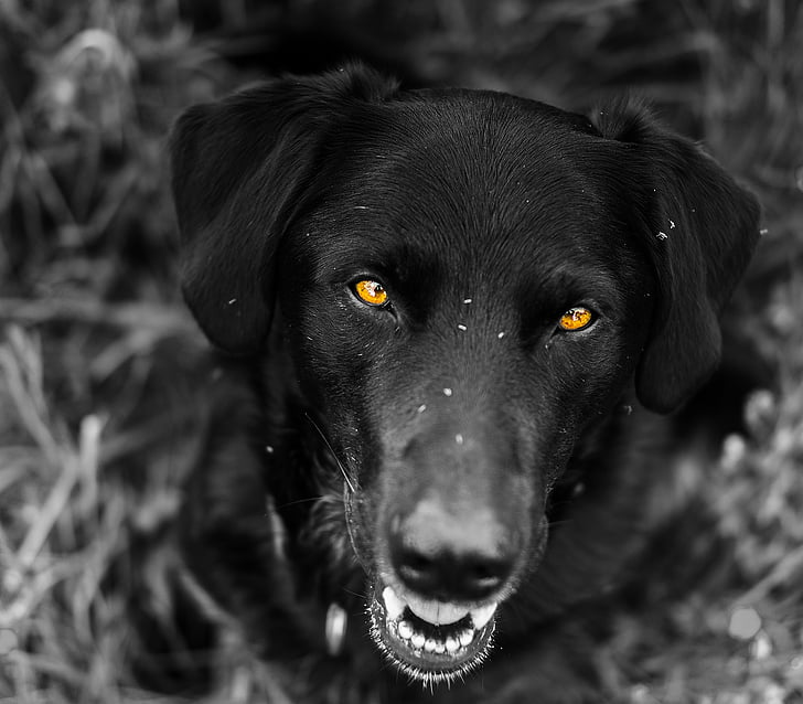 Labrador, reduït, ulls, barreja, híbrid, Protector, animal