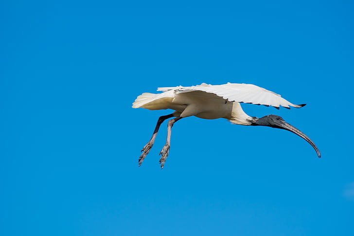 ibis, bird, flying, blue sky, one animal, sea life, fish