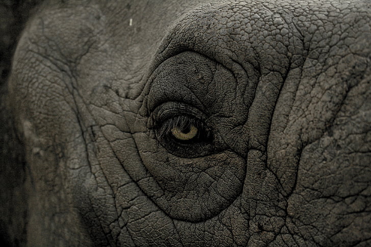 zviera, čierno-biele, detail, slon, oko, riasy, tvár