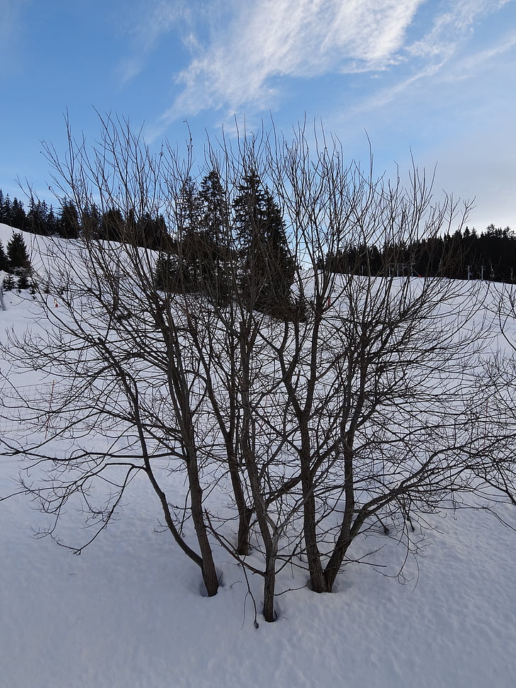 drvo, snijeg, svjetla i sjene, grane