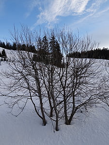 boom, sneeuw, licht en schaduw, takken