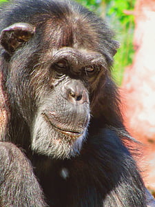 abe, chimpanse, dyr, APE, Zoo, pattedyr, silverback