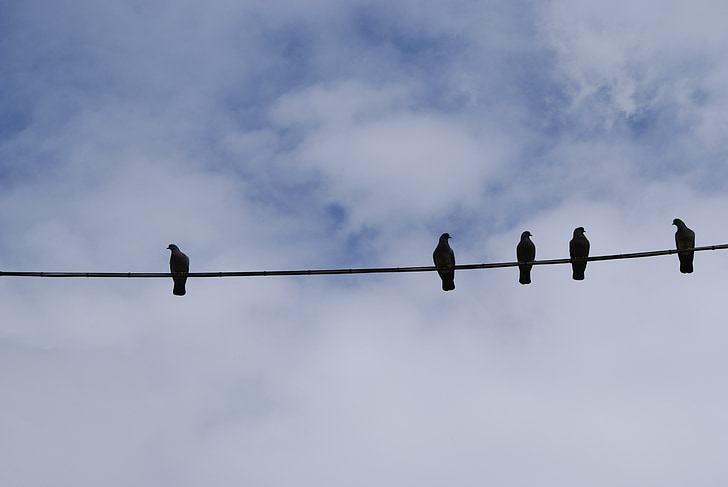chim, perched, chim bồ câu, dây điện, dòng, bay, đôi cánh