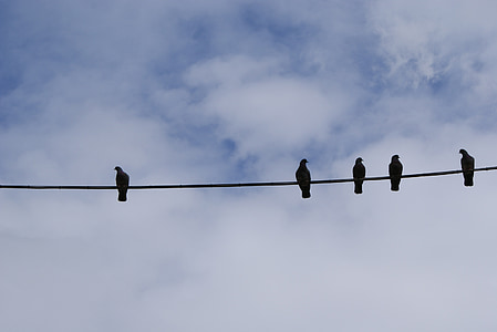 chim, perched, chim bồ câu, dây điện, dòng, bay, đôi cánh