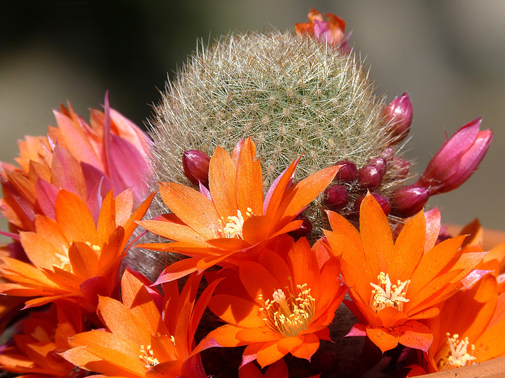 Cactus, florir, fleur de cactus, nature, plante, fleur, pétale
