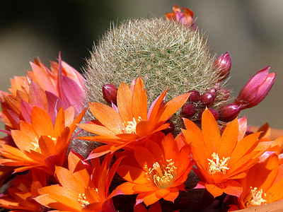 cactus, florir, flor de cactus, natura, planta, flor, pètal