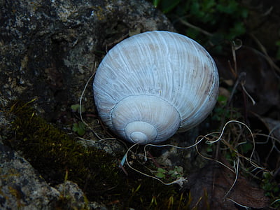 shell, white, snail shell, white snail, housing