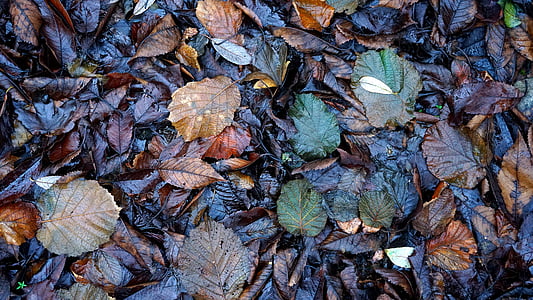 listy, mokrý, listoví, list, podzim, Příroda, sezóny