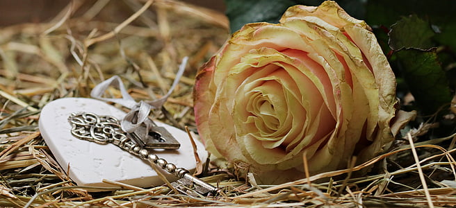ruže, prípade druhu floribunda, kvet, kvet, ruže kvet, romantické, rozkvitol
