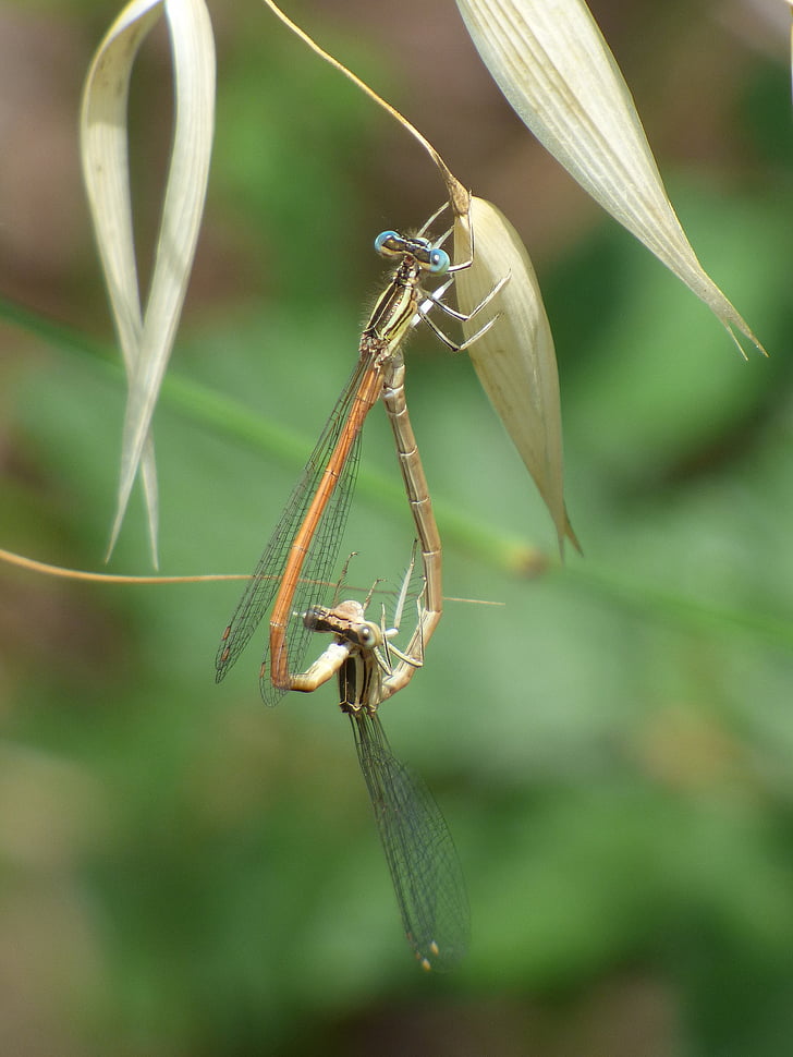 platycnemis latipes, Dragonfly, Vannymfer, par avspilling feil, mating, bevinget insekter