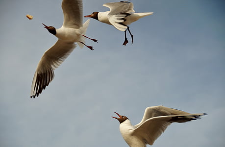 a gaivota, gaivotas, as gaivotas, voa, céu, aves marinhas, petisco