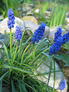 muscari, สีฟ้า, สีม่วง, ลายดอกไม้สีฟ้า, ดอกไม้, ดอก, บาน