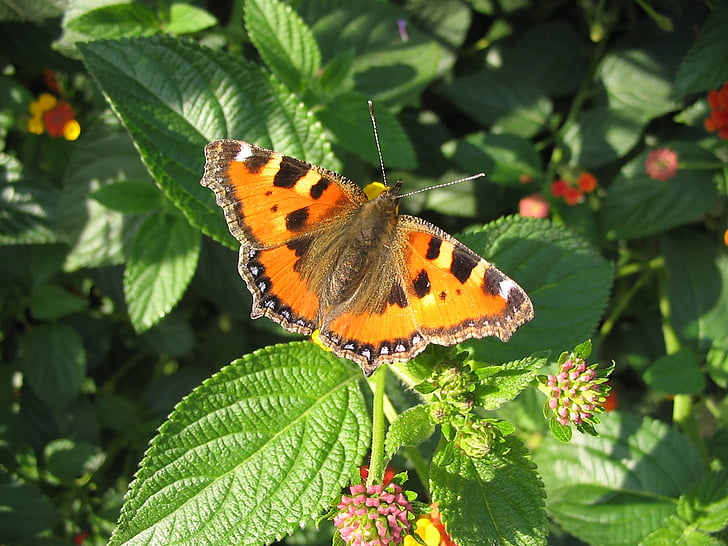 butterfly, close, insect, nature, butterfly - Insect, animal Wing, animal