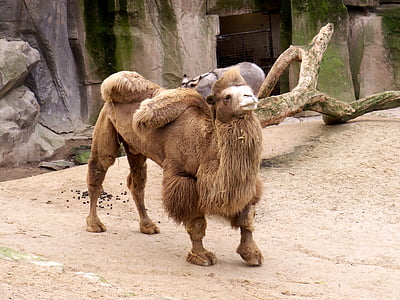camelo, jardim zoológico, navio do deserto