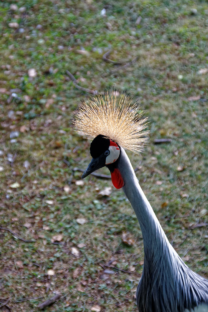 grey crowned crane, bird, crane, zoo, nature, animal, feather