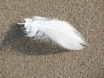 άνοιξη, ευκολία, featherweight, φτερό, φύση, παραλία, Άμμος