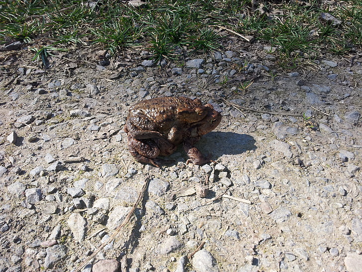 toads, pairing, frog, animal