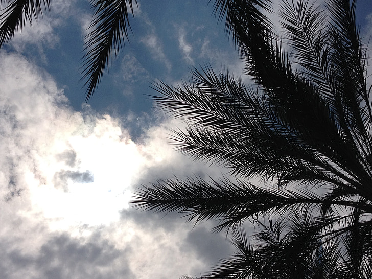 palm, trees, leaves, tree, sun, sky, clouds