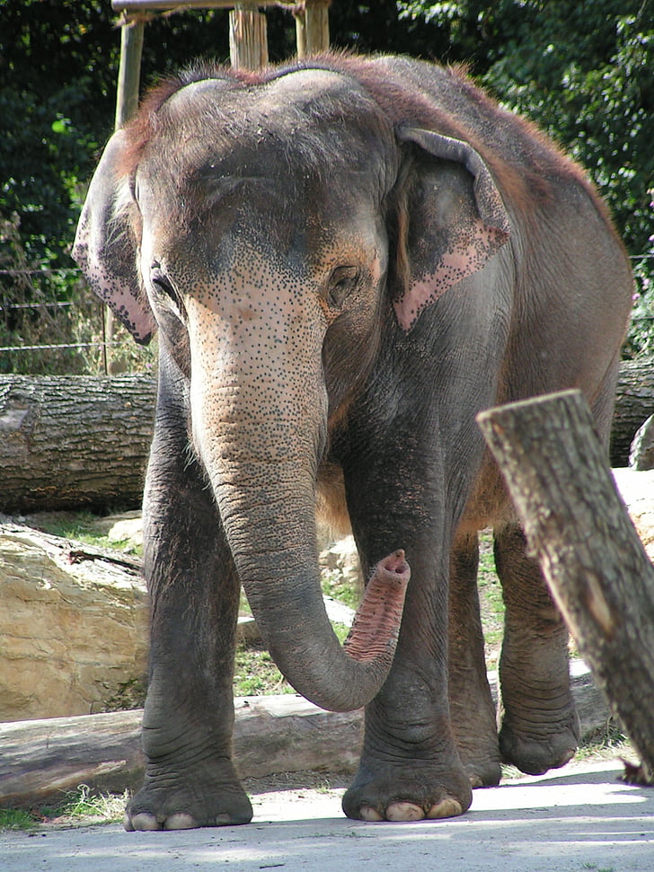elephant, proboscis, zoo
