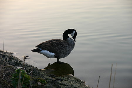 патица, вода, птица, abendstimmung, езеро, природата, дива природа