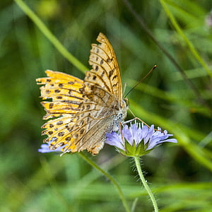 gul sommerfugl, lilla blomst, sommer, natur, nektar, plante