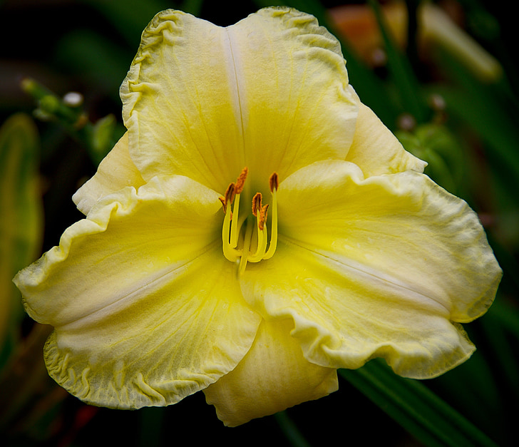 daylily, lily, flower, cream, yellow, blooms, garden