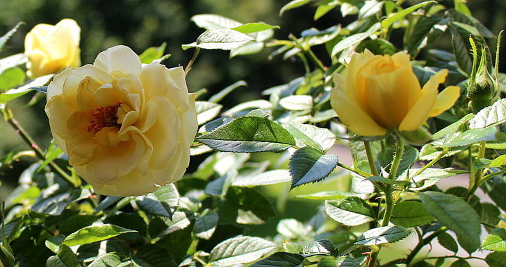 Rose, fiori, giallo, petali di rosa
