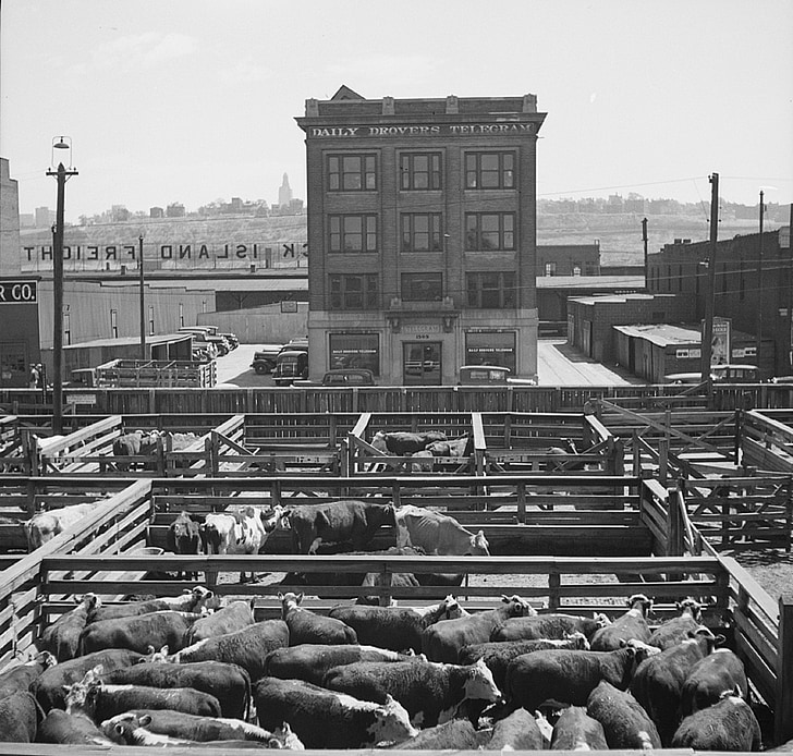 stockyards, livestock, beef, outdoors, bovine, agriculture, pens