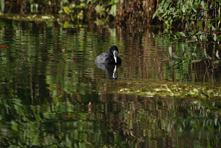 coot, rallidae, water bird, lake, reflections, bird, fly