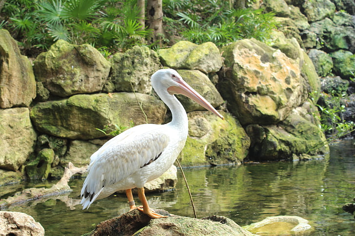 birds, pelicans, life, rocks, green, bird, pelican