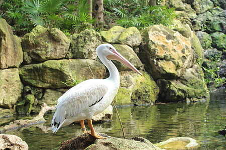 uccelli, pellicani, vita, rocce, verde, uccello, Pelican
