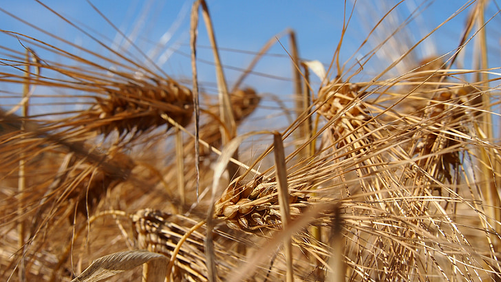 ngũ cốc, lĩnh vực, Phần Lan, vùng nông thôn, lúa mạch Hórdeum, cỏ khô, thu hoạch
