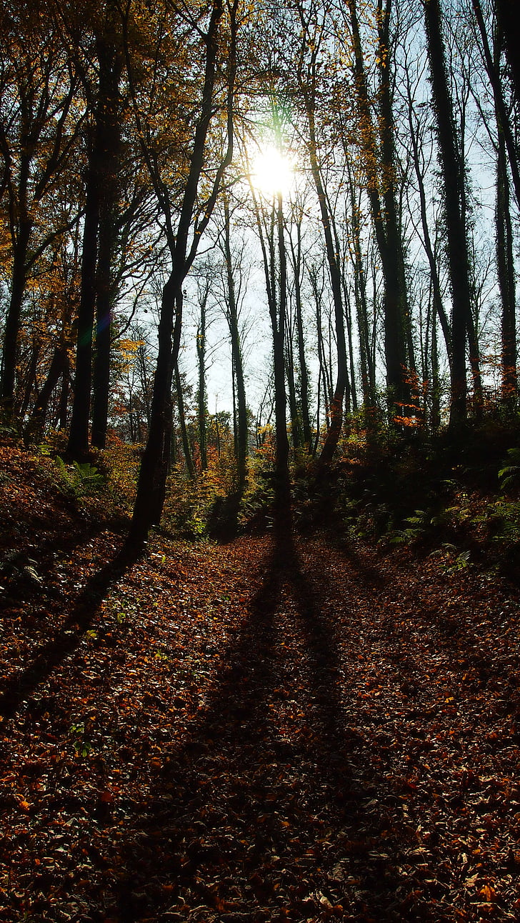 miško, rudenį, šešėlis, medžiai, rudenį lapija, rudens miško, atgal lemputė