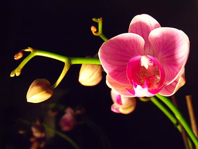 Orchis, bloem, macro, Orchid, bloem kamer, plant, natuur