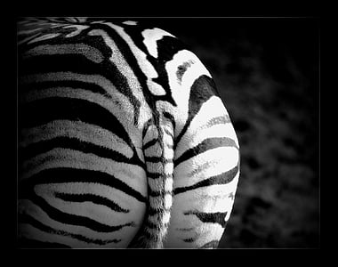 Zebra, Stripes, animal, sauvage, Safari, mammifère, animaux