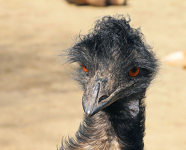 Emu, Portræt, hoved, Bill, fugl, Australien, fugl