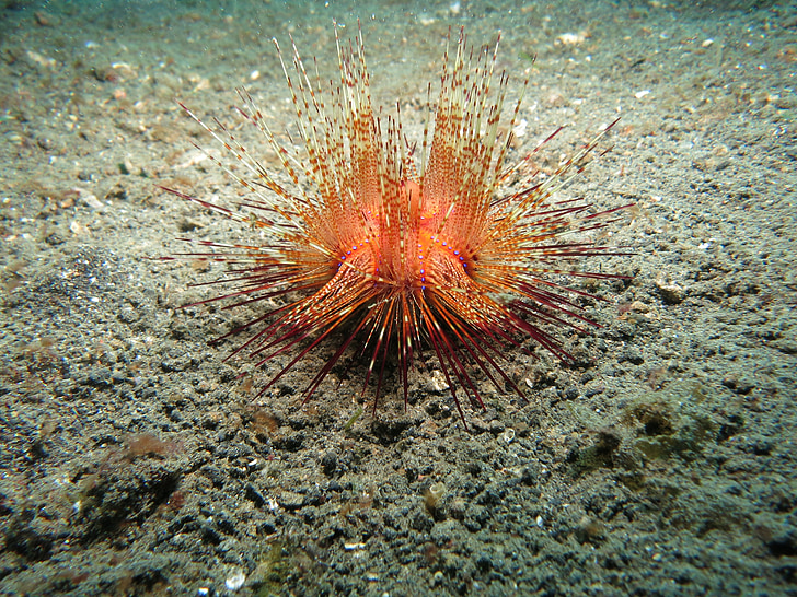 urchin, sea urchin, diving, sea, animal, sand, nature