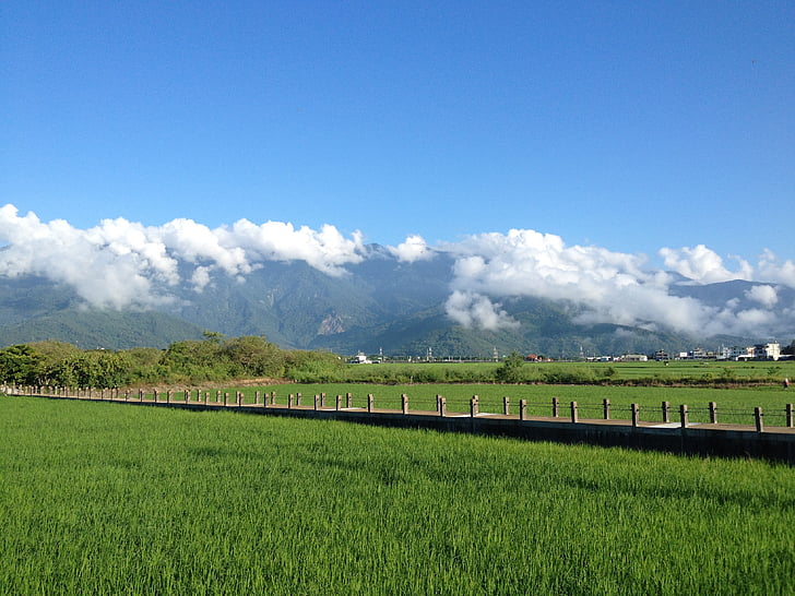 taiwan, ikegami, in rice field