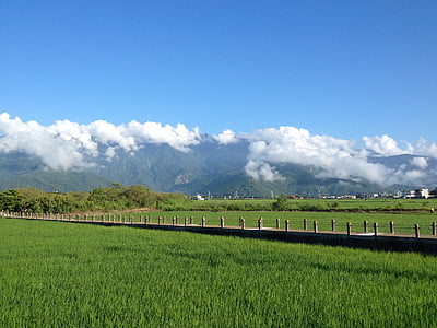 Taiwan, Ikegami, dans le champ de riz