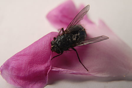 insectă, zbura, foaie, detaliate, macro fotografie