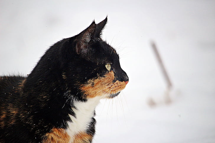 zimowe, Kot, śnieg, mróz, kotek, mieze, mrożone