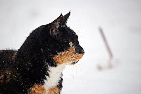 ฤดูหนาว, แมว, หิมะ, น้ำค้างแข็ง, ลูกแมว, แมวบ้าน, แช่แข็ง