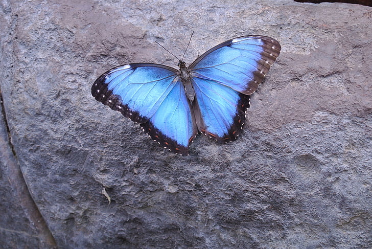 fjäril, Costa Rica, insekt