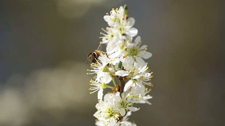 Hoa, con ong, trắng, Blossom, Thiên nhiên, côn trùng, hình nền