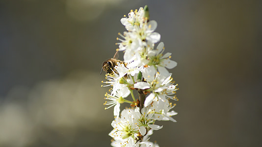 flor, abella, blanc, flor, natura, insecte, paper d'empaperar