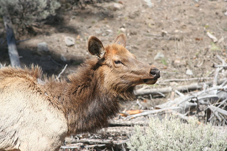 Elk, zvíře, Yellowstone, savec