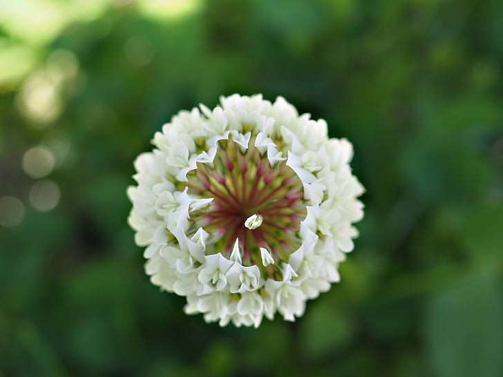 White clover, putih, Semanggi, Perbungaan, makro, alang-alang, rumput