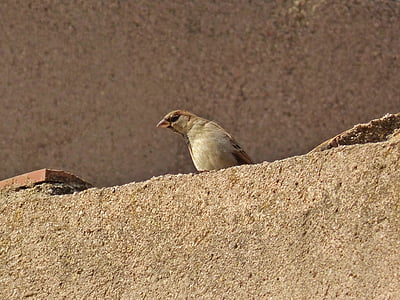 sparrow, roof, bird, animal, nature, wildlife