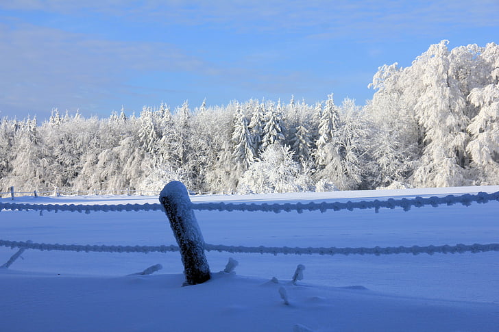 staket, snö, vinter, landskap, skogen, vintrig, snöig