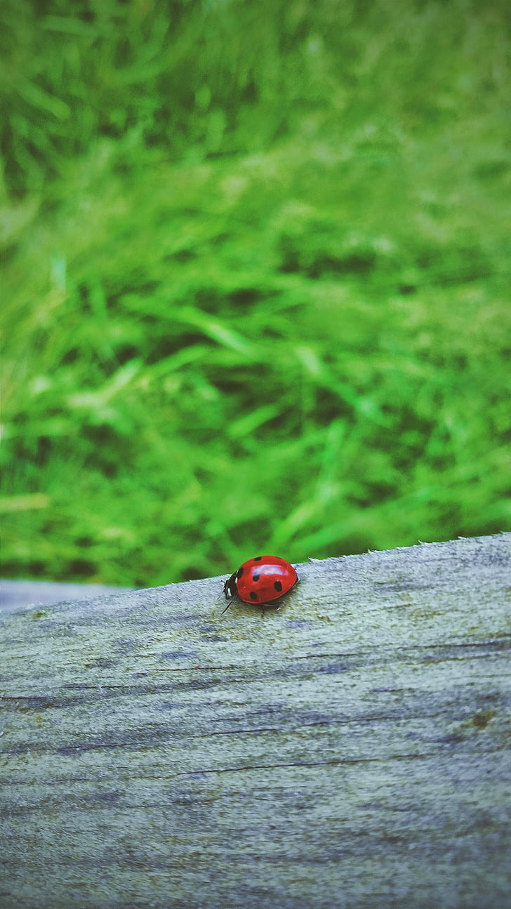 vermell, senyora, error, Mariquita, Ladybird, insecte, fusta